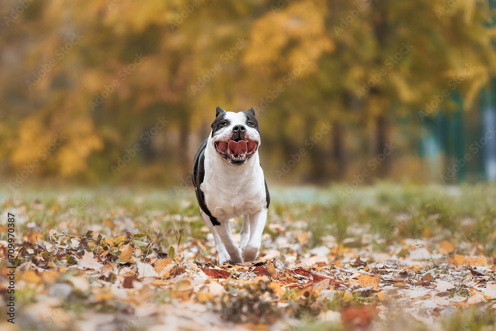 american staffordshire terrier in the park autumn american staffordshire terrier in the park autumn