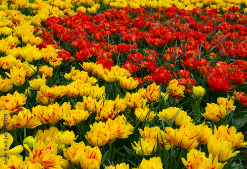 Tulips flowers blooming in the spring