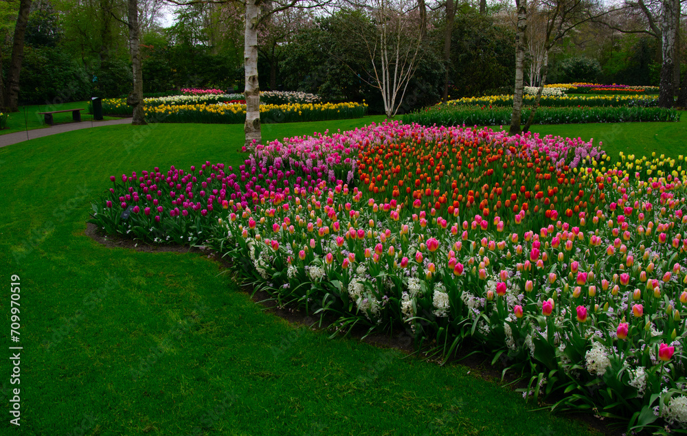 Flowers in the park in spring