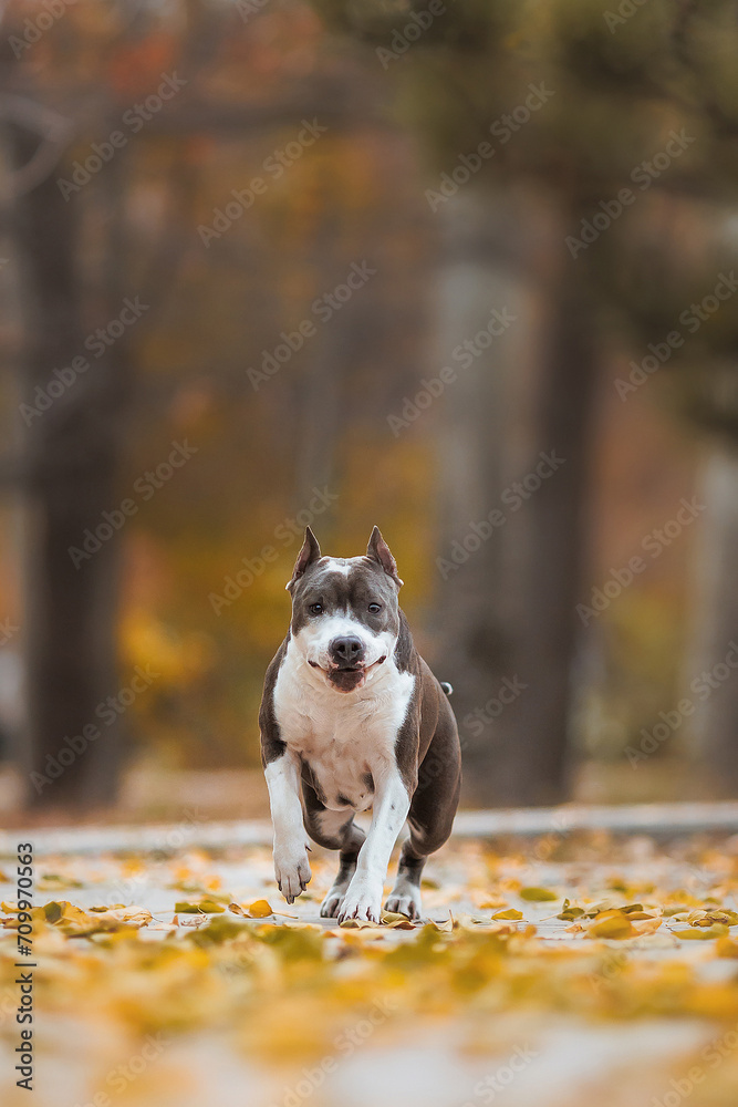 american staffordshire terrier in the park autumn american staffordshire terrier in the park autumn