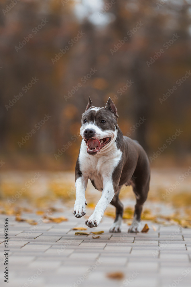 american staffordshire terrier in the park autumn