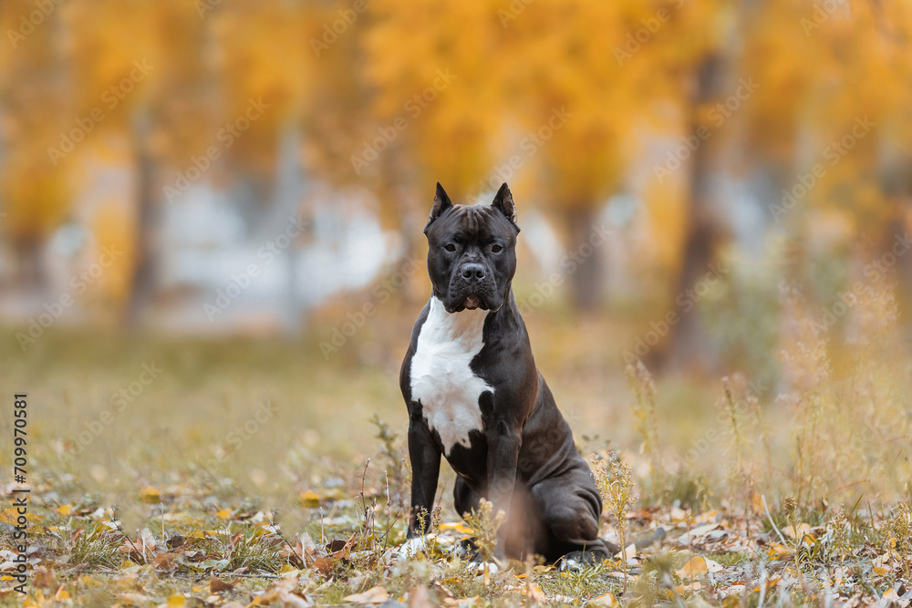 american staffordshire terrier in the park autumn american staffordshire terrier in the park autumn