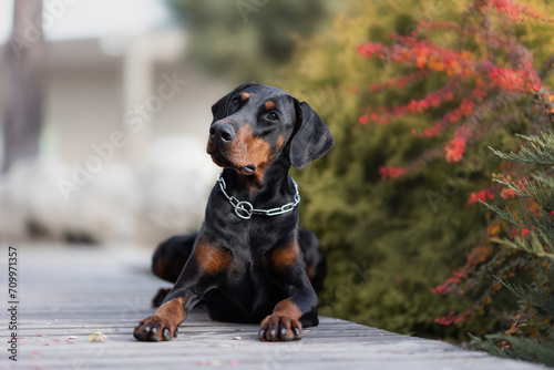 portrait of a Doberman pinscher dog. a dog in the park 