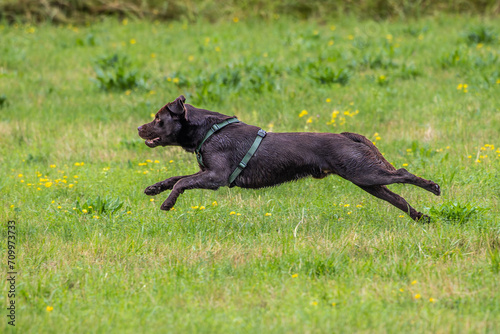 Labrador retriever, Canis lupus familiaris on a grass field. Healthy chocolate brown labrador retriever