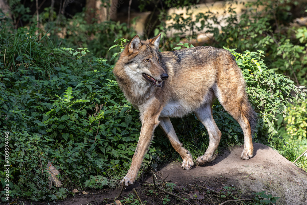 European Grey Wolf, Canis lupus in a german park European Grey Wolf, Canis lupus in a german park