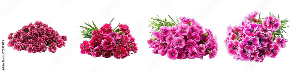Dianthus   Flower Pile Of Heap Of Piled Up Together Hyperrealistic Highly Detailed Isolated On Transparent Background Png File