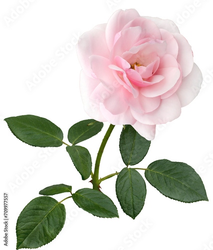 Delicate pink rose with green leaves isolated on transparent background.