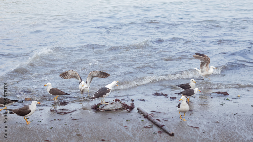 Fototapeta premium Gaviotas en busca de alimento
