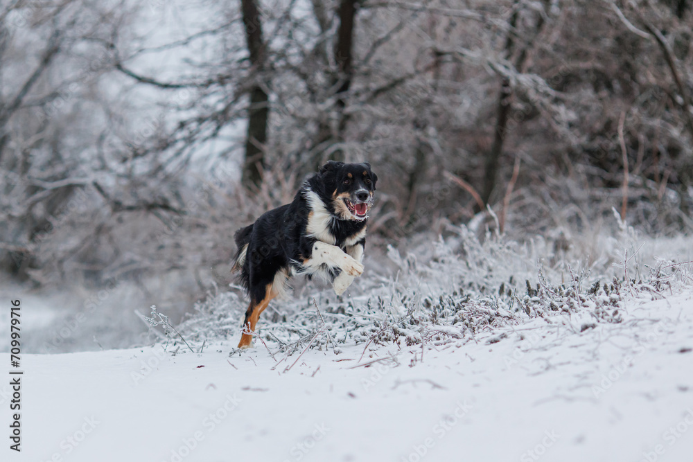 dog border collie portrait in the park winter
dog border collie portrait in the park winter