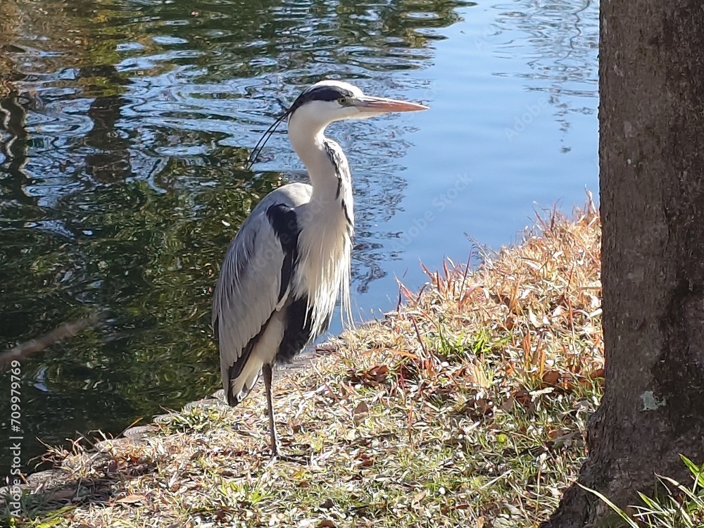 Obraz premium great blue heron standing waterside beautifully
