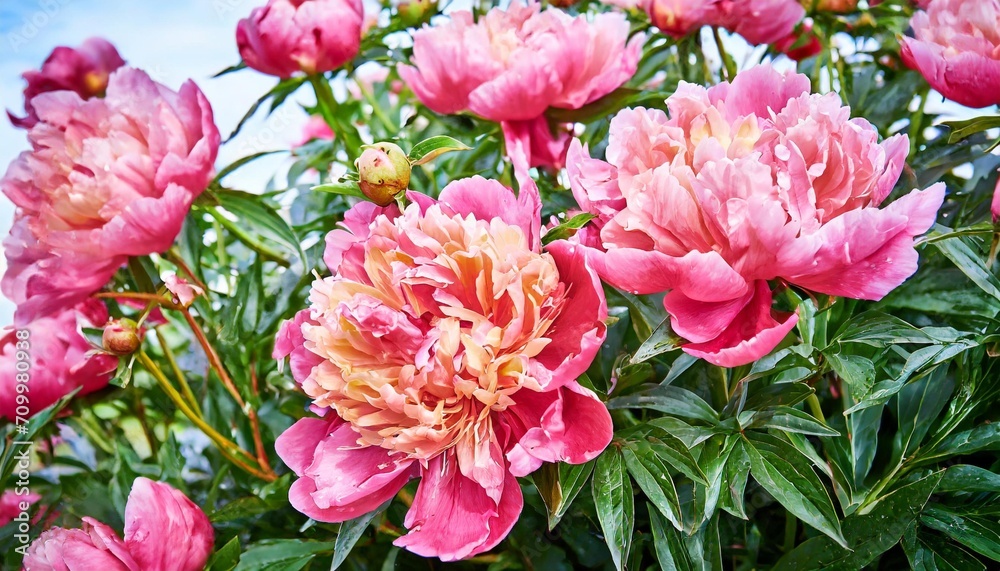 coral peony flowers background close up