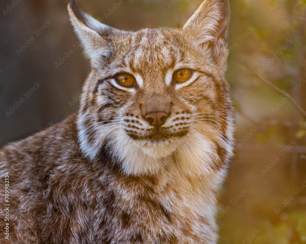 Eurasian Lynx, Lynx lynx, a medium-sized wild cat. Portrait Eurasian Lynx, Lynx lynx, a medium-sized wild cat. Portrait