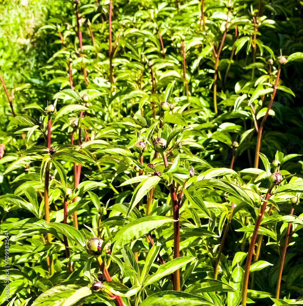 Fototapeta premium Leaves and young buds of a garden Peony in the spring