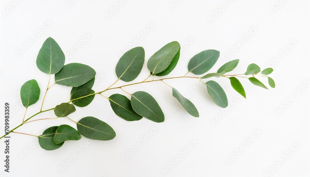eucalyptus branch