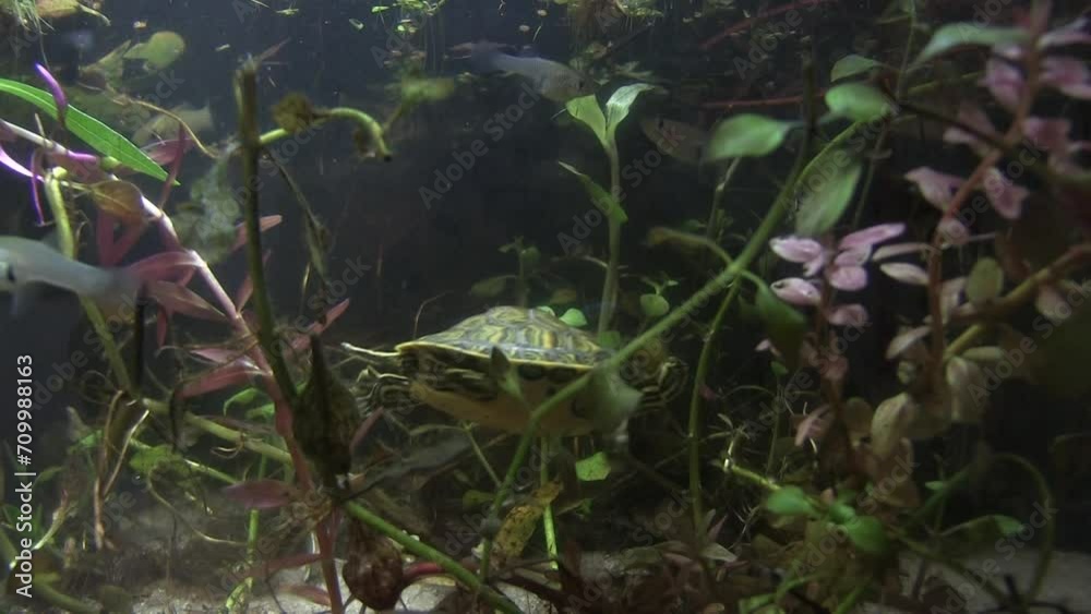 FLORIDA - 12.14.2023 - A yellow-bellied slider swims in a fish tank. FLORIDA - 12.14.2023 - A yellow-bellied slider swims in a fish tank.