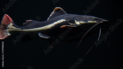 FLORIDA - 12.14.2023 - Close-up of a redtail catfish swimming in the dark. photo