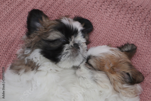 Two cute puppies sleep on a pink blanket. Facing each other. Close-up. Selective focus. Copyspace