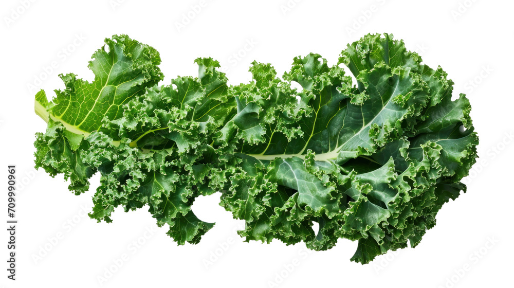 green wavy leaf kale on a transparent background green wavy leaf kale on a transparent background