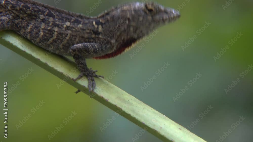 FLORIDA - 12.14.2023 - Close-up of a brown anole lizard extending its dewflap during mating season in Florida. FLORIDA - 12.14.2023 - Close-up of a brown anole lizard extending its dewflap during mating season in Florida.