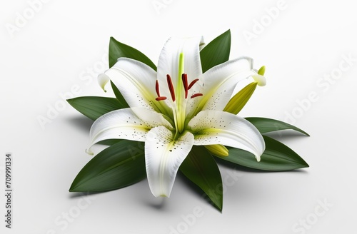 lily flower Isolated on white background. Beautiful White Lily flower close up. Background with flowering bouquet. Inspirational natural floral spring blooming garden or park. Ecology nature concept