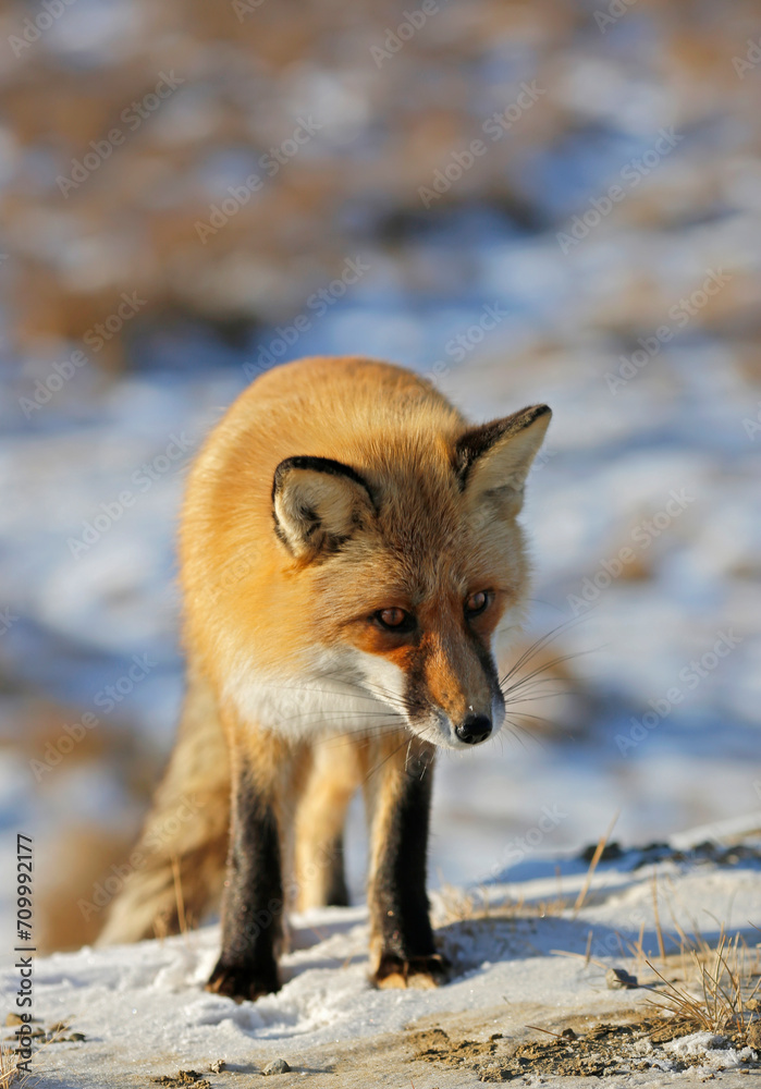red fox looks with interest in winter red fox looks with interest in winter