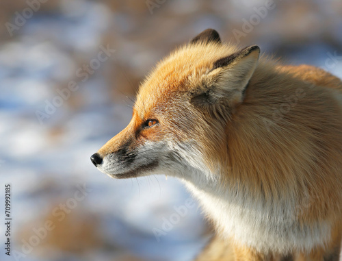 profile of a red fox on a blurred background