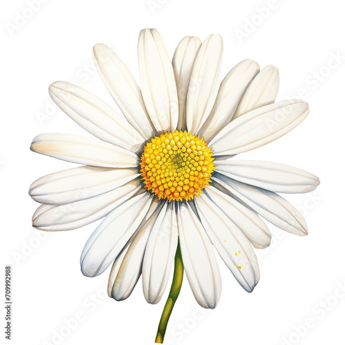  isolated illustration of a daisy flower. Created with Generative AI © agrus_aiart