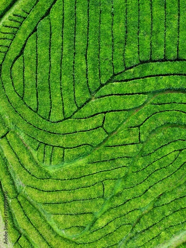 Teeplantage auf den Azoren