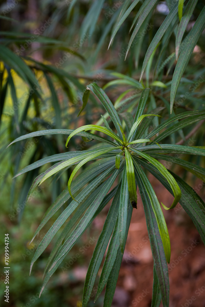 Fototapeta premium White Cascabela thevetia (Thevetia peruviana) flower in bloom against dark background.Its leaves are willow-like, linear-lanceolate, and glossy green in color. Also known as Kaner or Kaner in India.