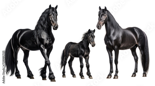 Group of black horses  mare  stallion and foal  animal family isolated on transparent background. PNG clip art elements.