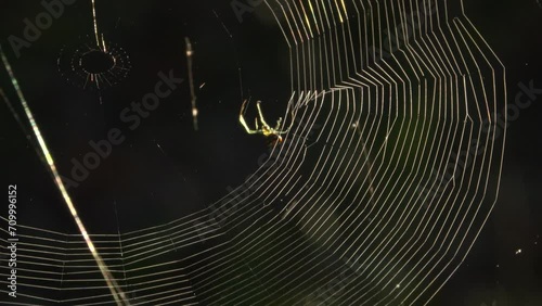 FLORIDA - 12.14.2023 - Close-up of a orchard spider weaving a web. photo