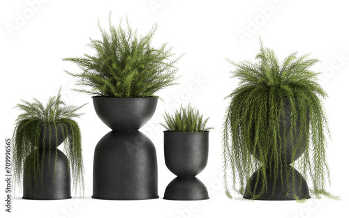 3D digital render of plant in a pot isolated on white background aspargasus