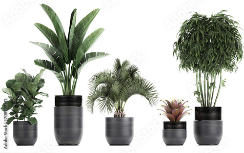 3D digital render of plant in a pot isolated on white background