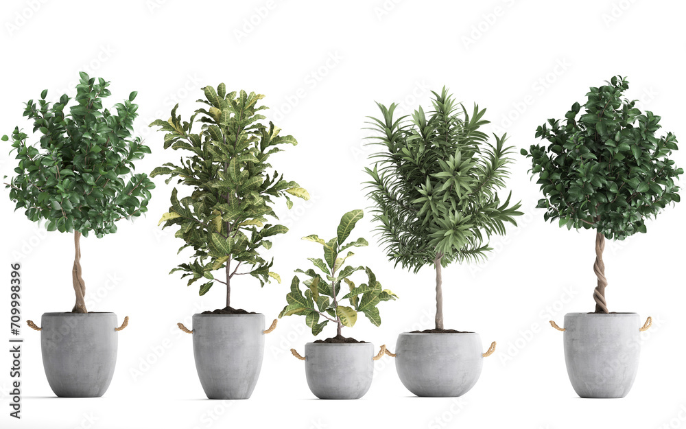 3D digital render of plant tree in a pot isolated on white background