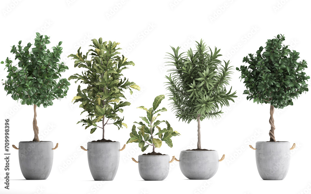 Fototapeta premium 3D digital render of plant tree in a pot isolated on white background