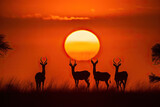 Family of impalas walking through the savana at sunset. Amazing African wildlife