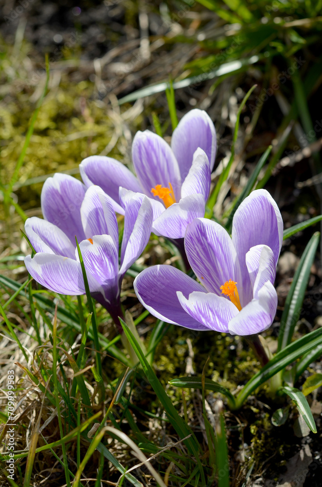 light purple spring flowers crocuses on the ground close-up light purple spring flowers crocuses on the ground close-up