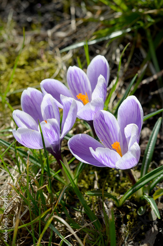 light purple spring flowers crocuses on the ground close-up