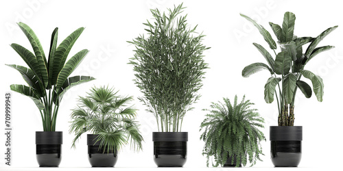 3D digital render of plant isolated on white background
