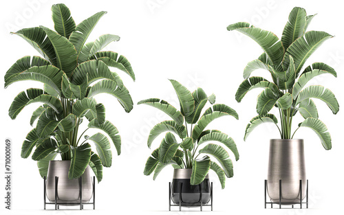3D digital render of plant isolated on white background Strelitzia Ravenala banana