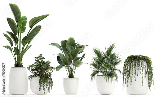 3D digital render of plant isolated on white background