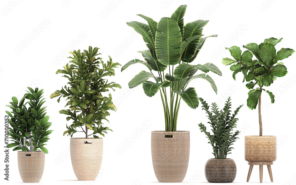 Fototapeta premium 3D digital render of plant in baskets and pots isolated on white background