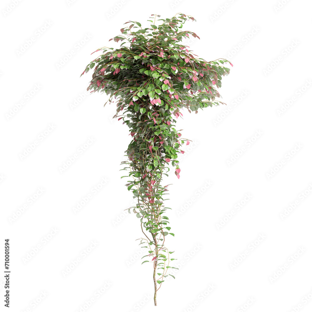 3d illustration of creep plant Cobaea scandens isolated on black background