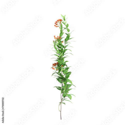 3d illustration of creep plant Bomarea multiflora isolated on black background