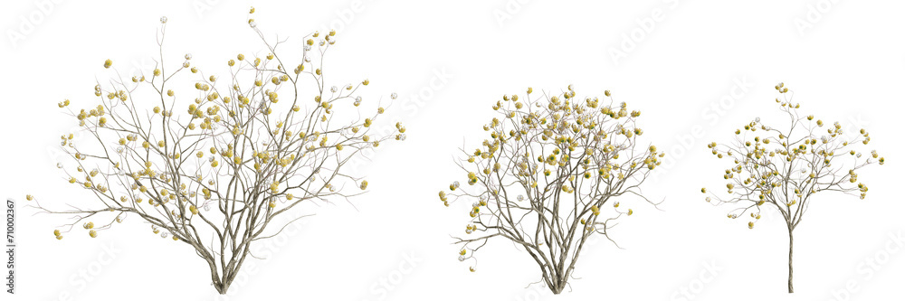 3d illustration of set Edgeworthia flowering isolated on black background