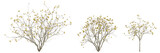 3d illustration of set Edgeworthia flowering isolated on black background