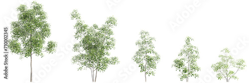 3d illustration of set Magnolia virginiana tree isolated on black background