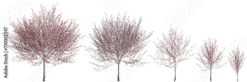 3d illustration of set Prunus cerasifera flowering isolated on black background