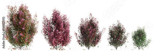 3d illustration of set Cotinus coggygria bush isolated on black background photo