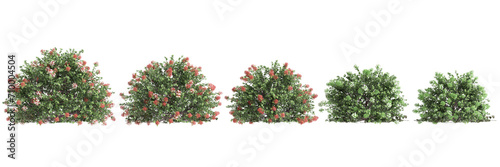 3d illustration of set Abelia x grandiflora bush isolated on black background photo